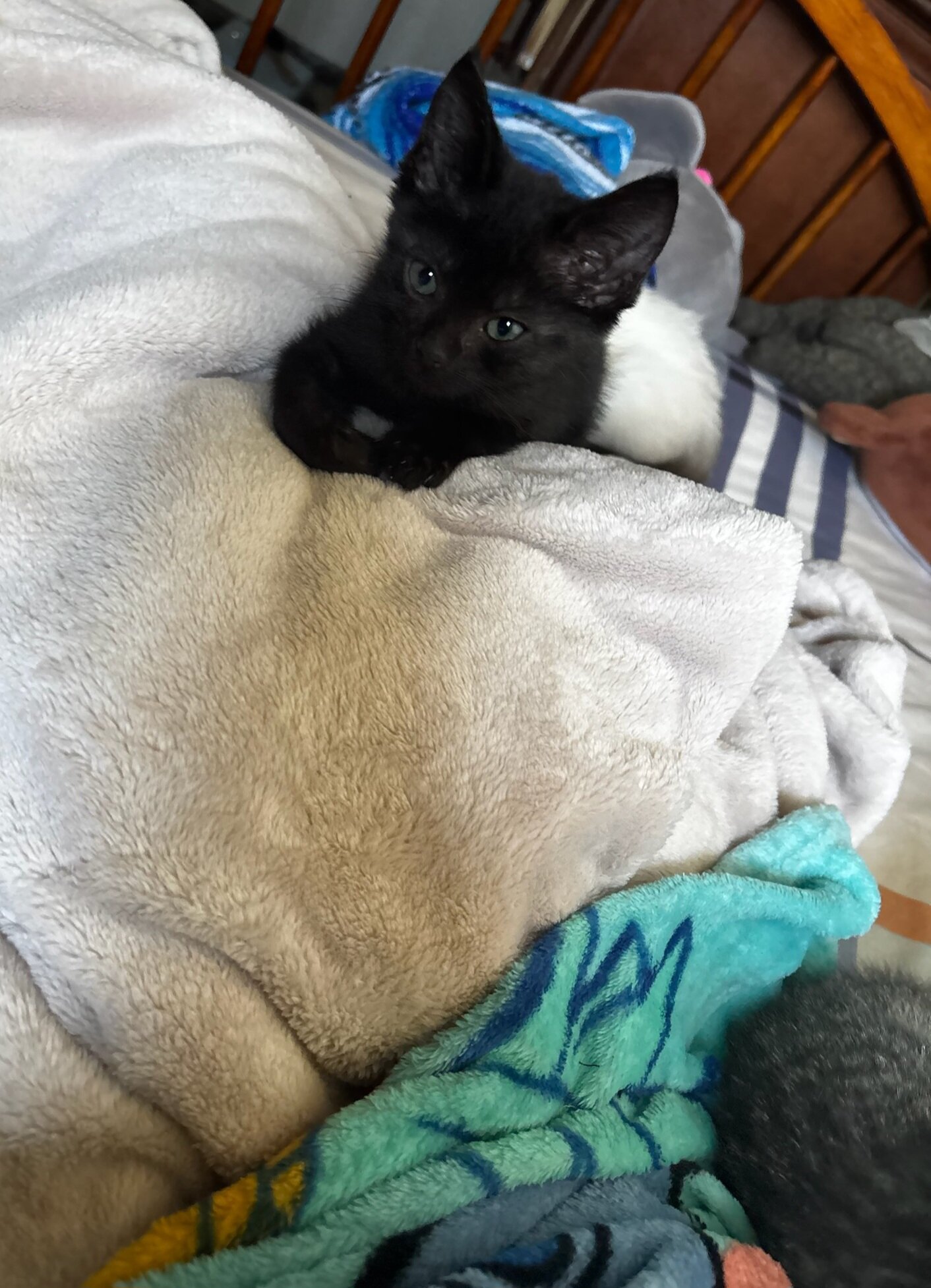 kitties image 3
