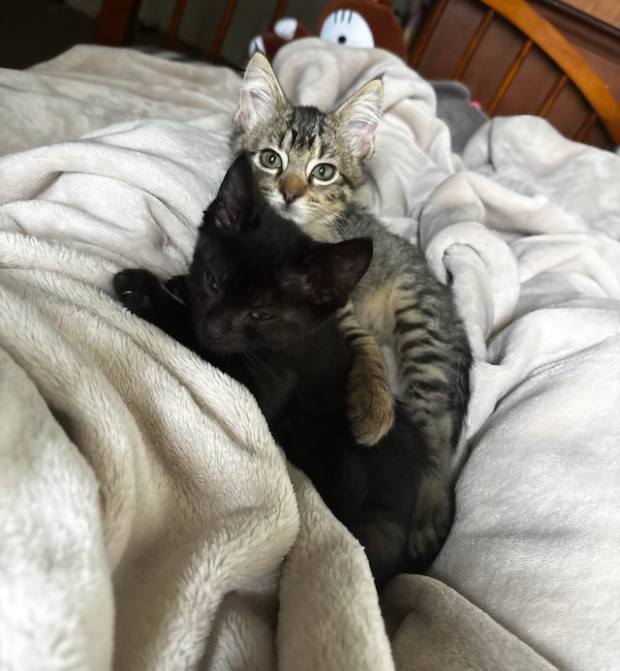 kitties image 1