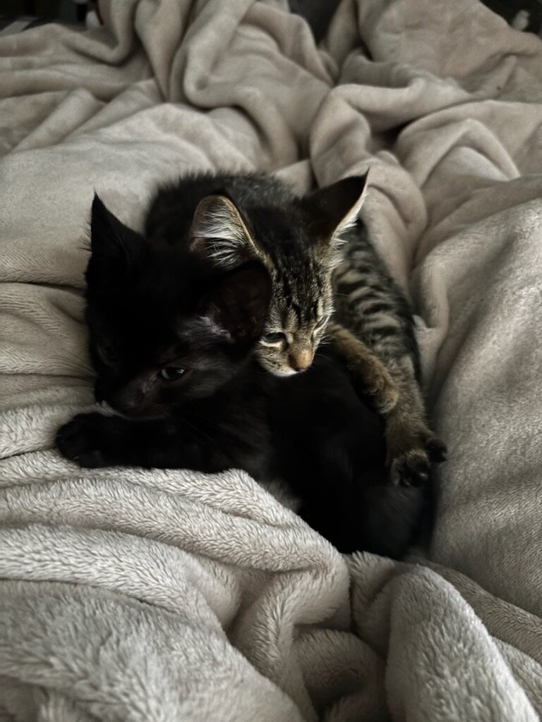 kitties image 2
