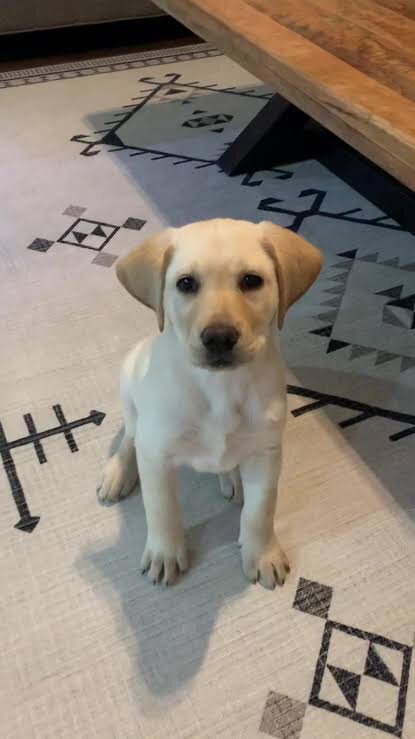 11-week-Old puppy image 4