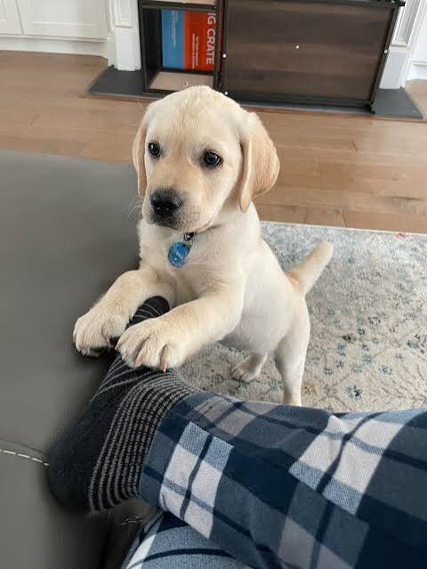 11-week-Old puppy image 1