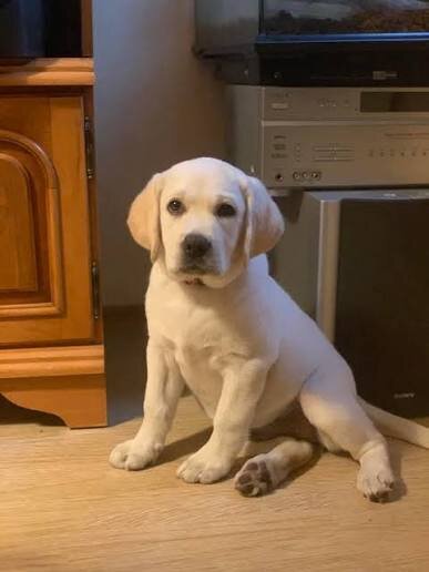 11-week-Old puppy image 3