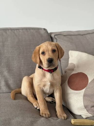 11-week-Old puppy image 2