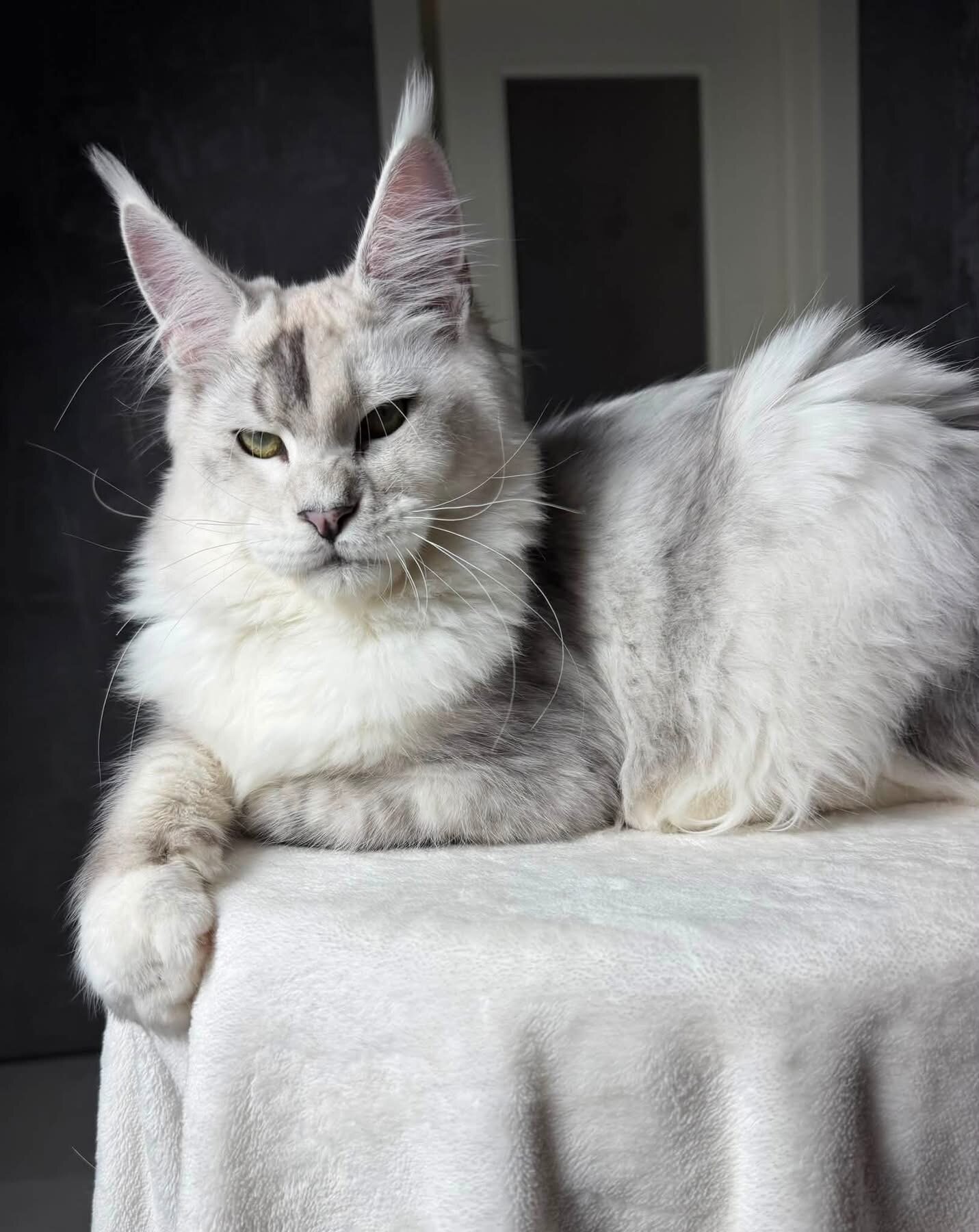 Main coon image 1