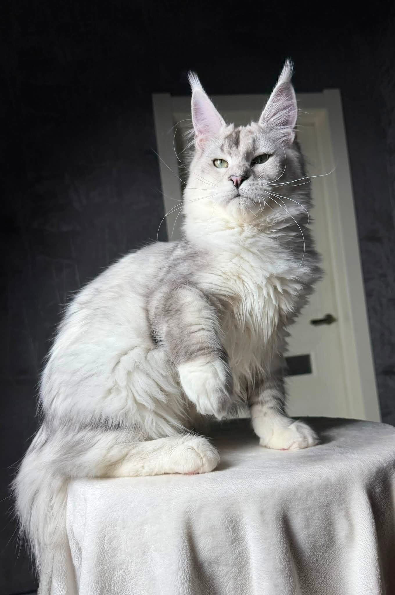 Main coon image 2