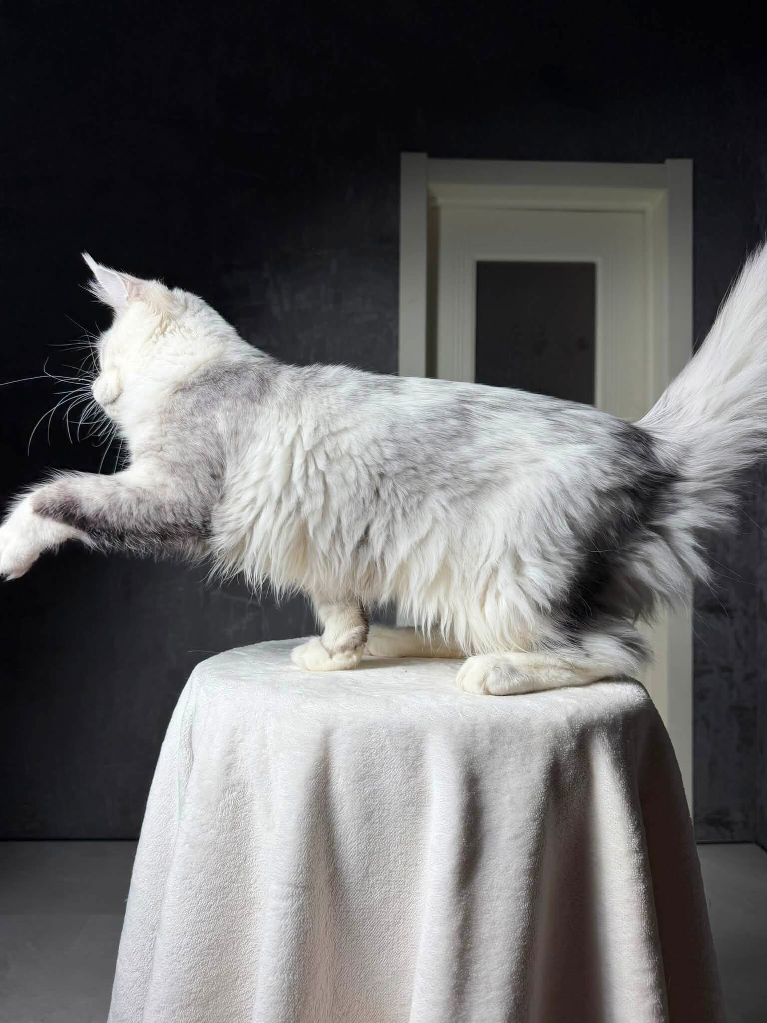 Main coon image 3
