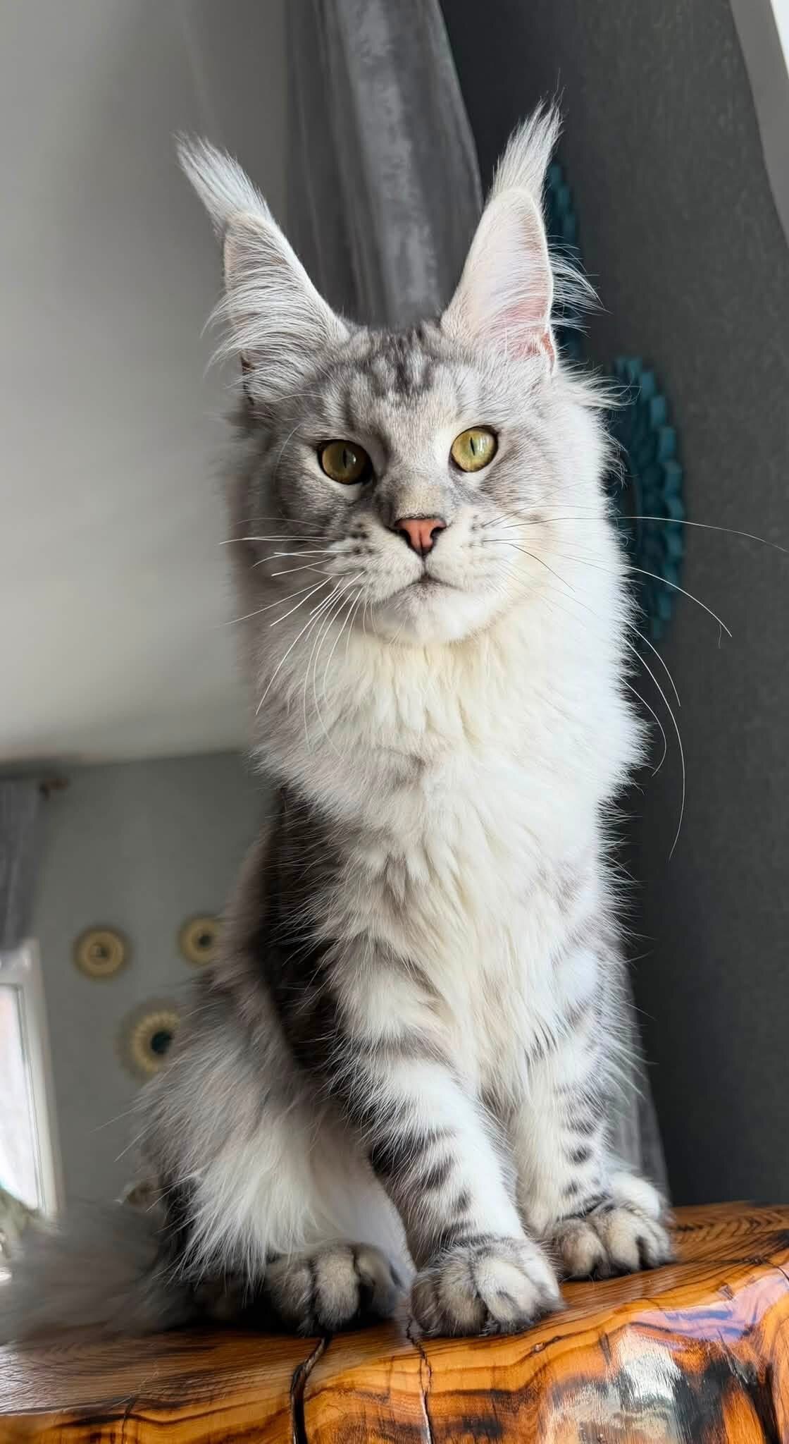 Maine Coon image 1
