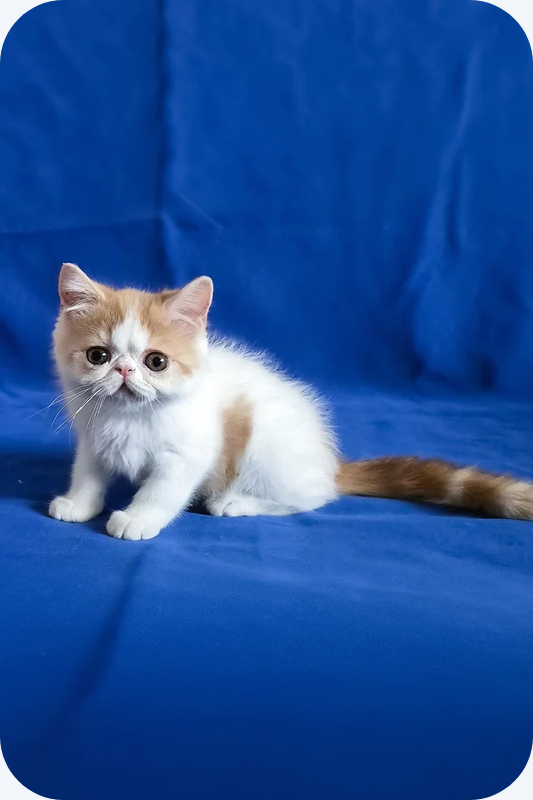 Exotic Shorthair boy image 1