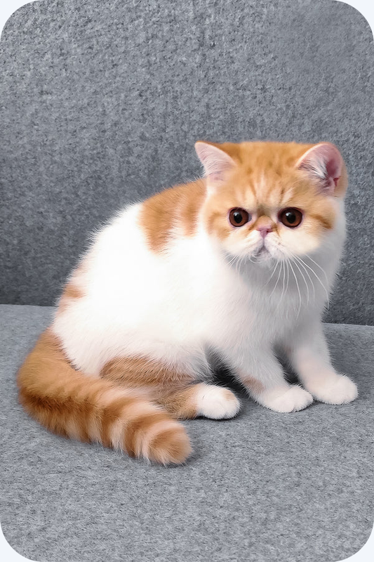 Exotic Shorthair Male image 1