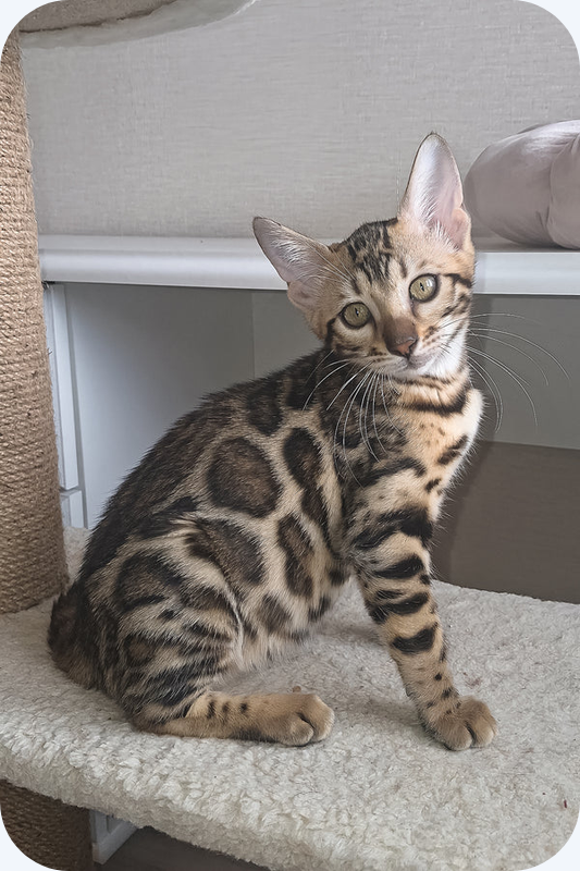 lovely Bengal girl image 1