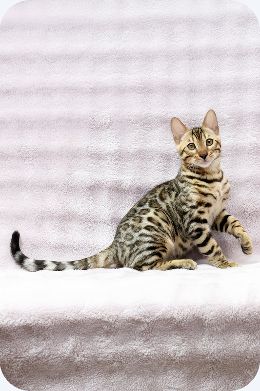 Striking Bengal Boy image 1