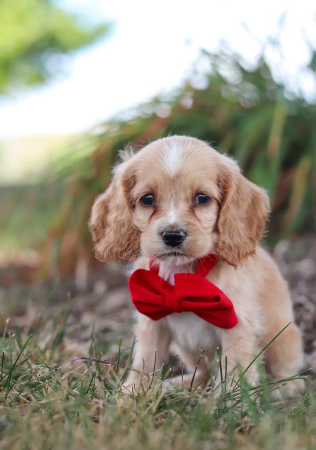 Male Cocker Spaniel image 1