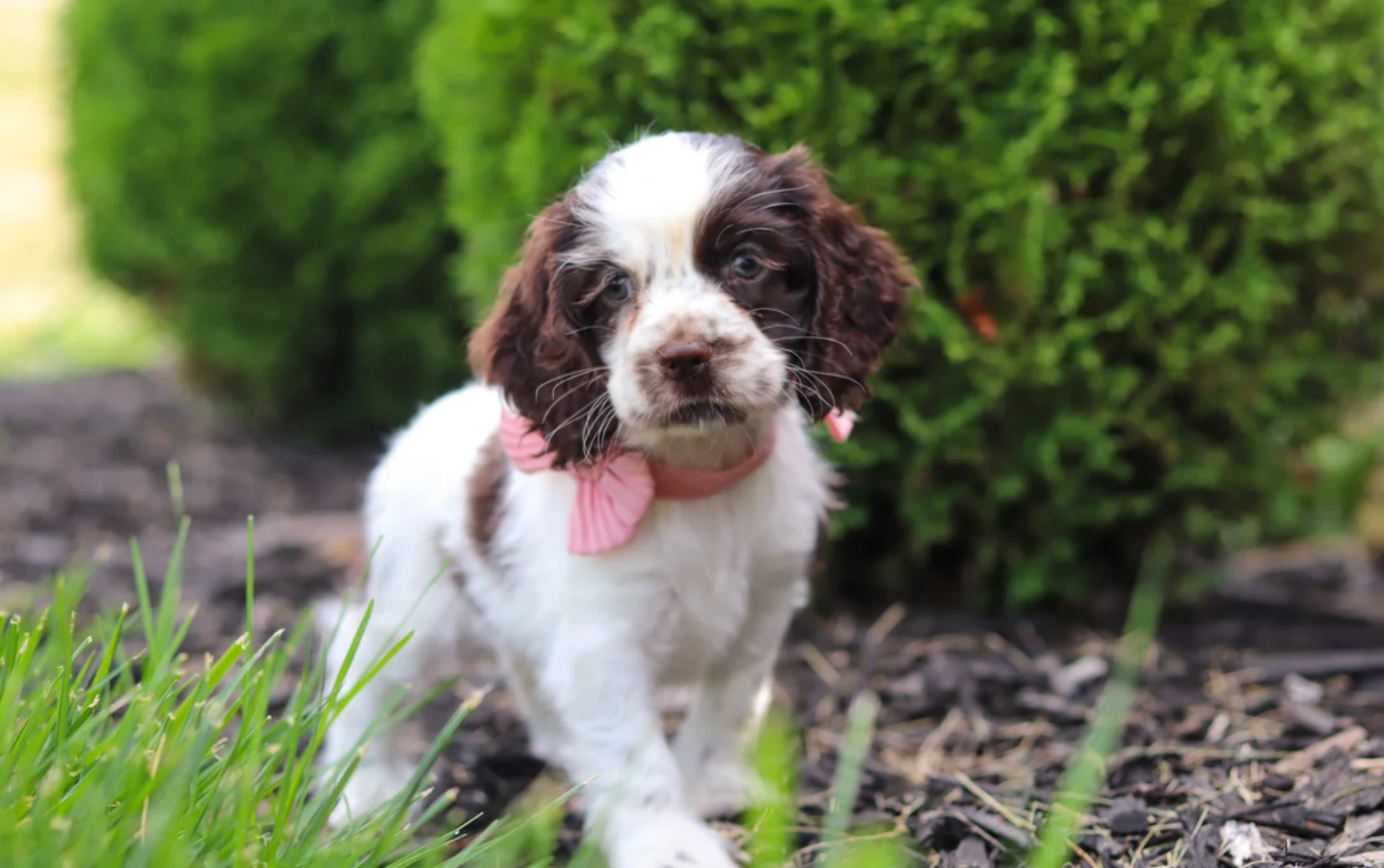 Female Cocker Spaniel image 1