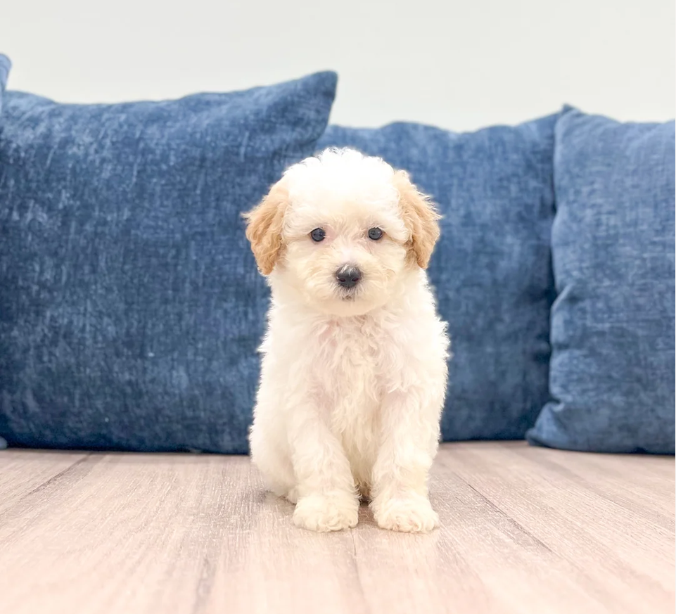 Male Toy Poodle image 1