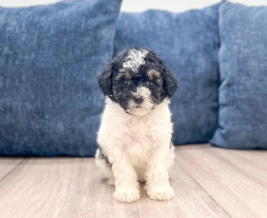 Female Toy Poodle image 1