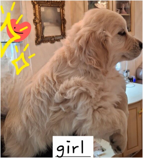 Beautiful Golden Retriever Puppies image 4