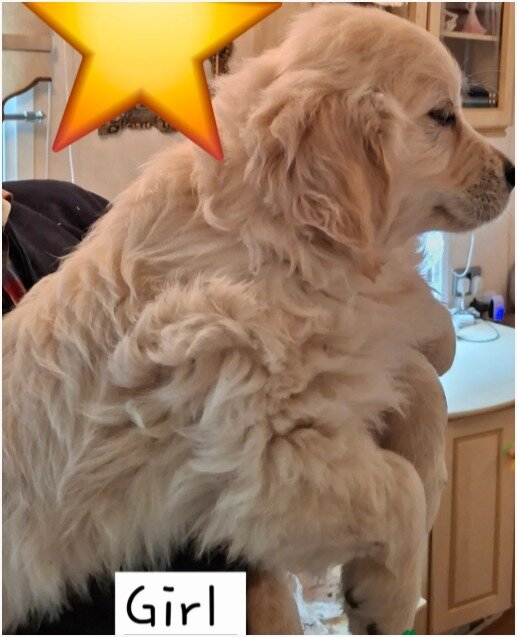 Beautiful Golden Retriever Puppies image 3