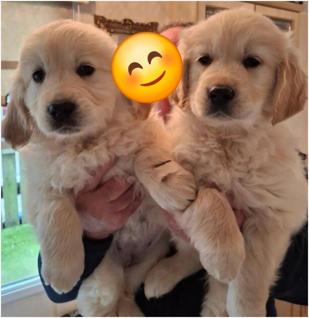 Beautiful Golden Retriever Puppies image 2