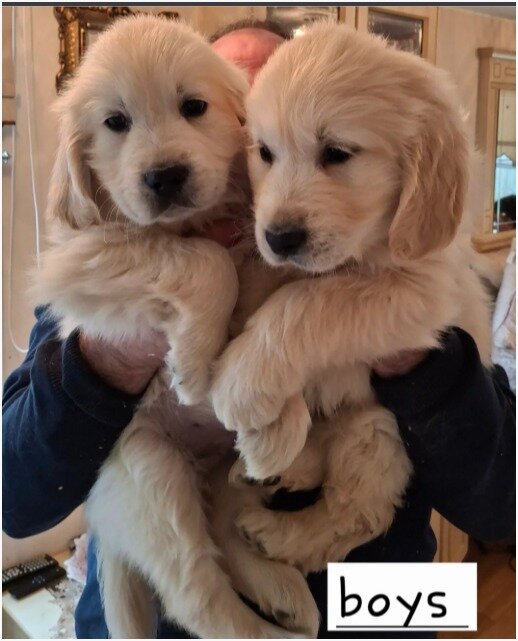 Beautiful Golden Retriever Puppies image 1