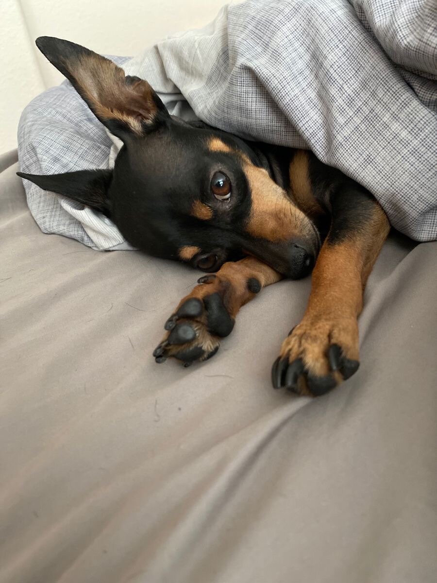 German Pinscher Dog image 2