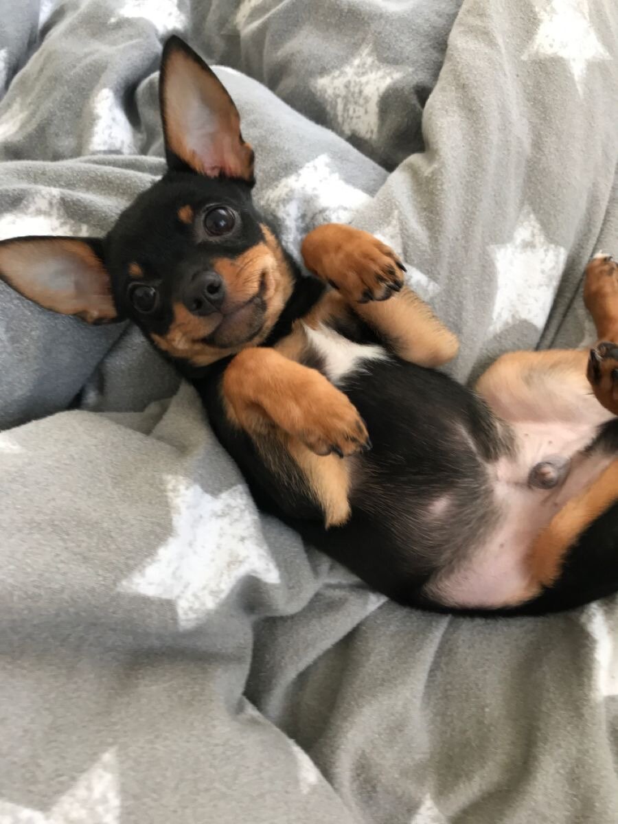 German Pinscher Dog image 3
