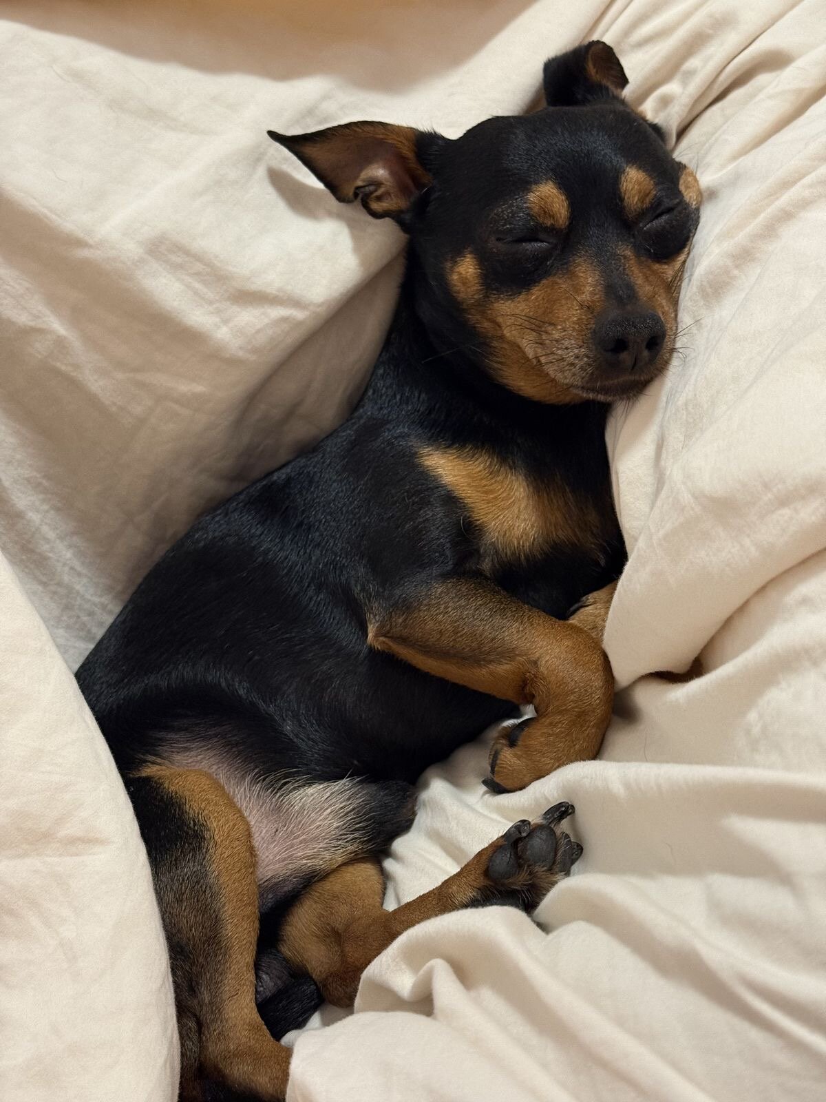 German Pinscher Dog image 1