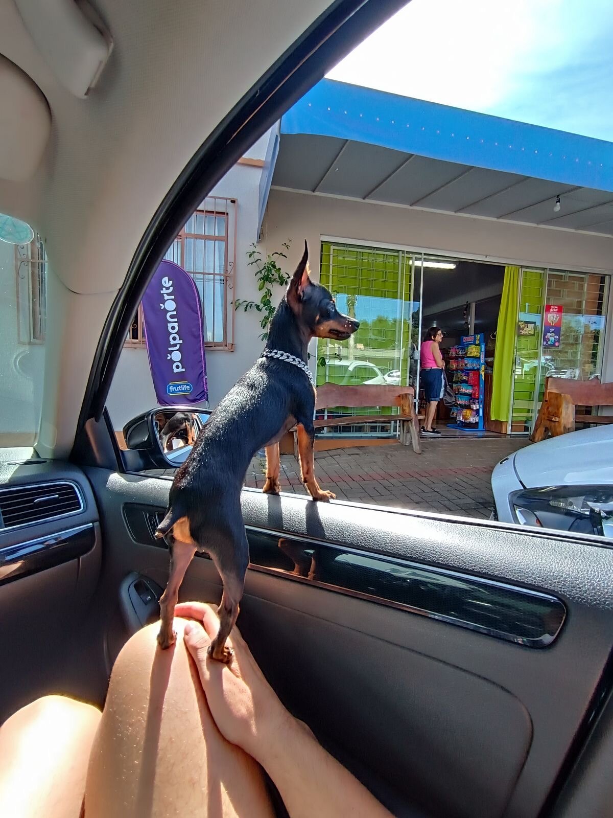 German Pinscher Dog image 4