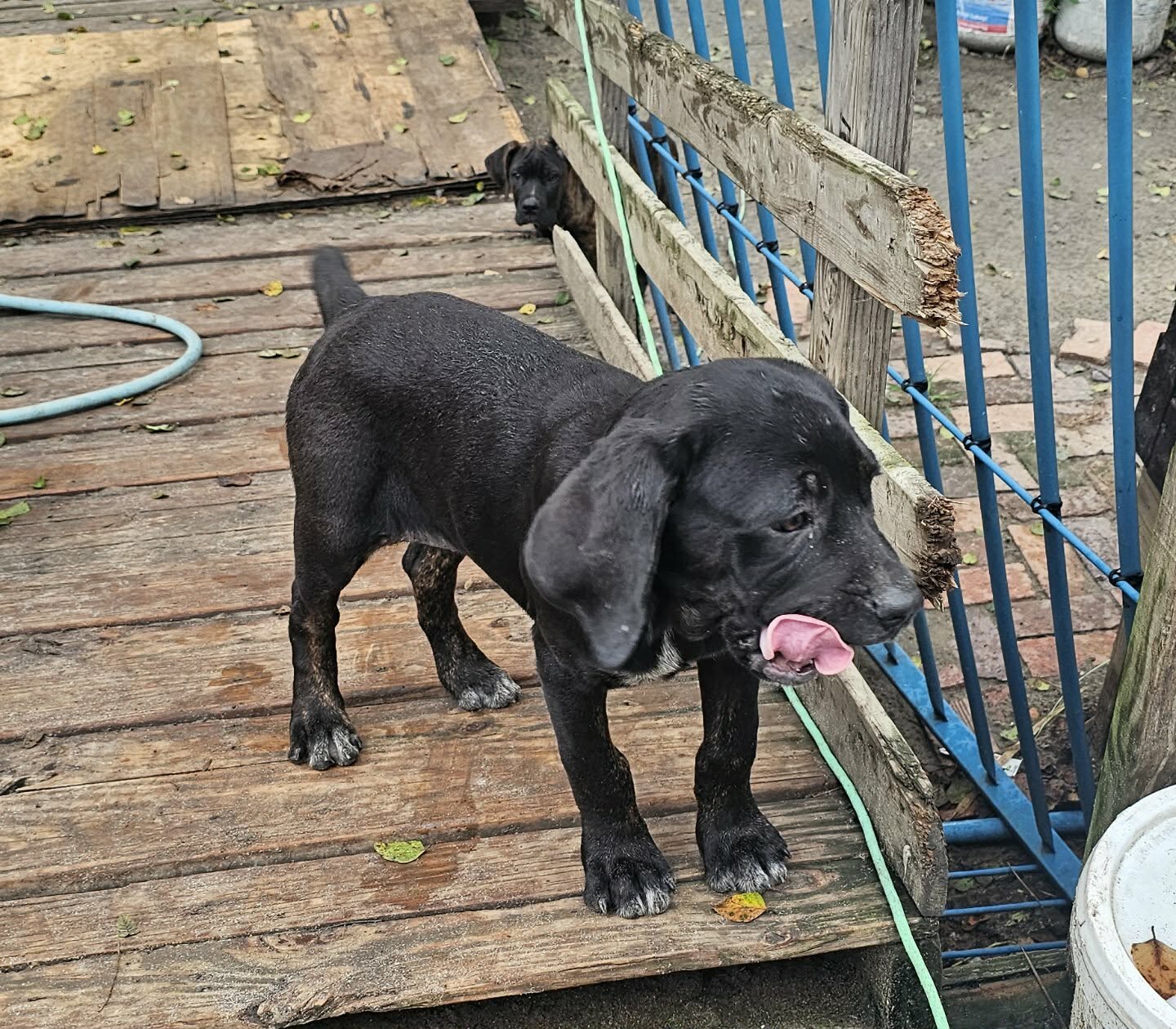 ICCF Registered Cane Corso puppies image 1