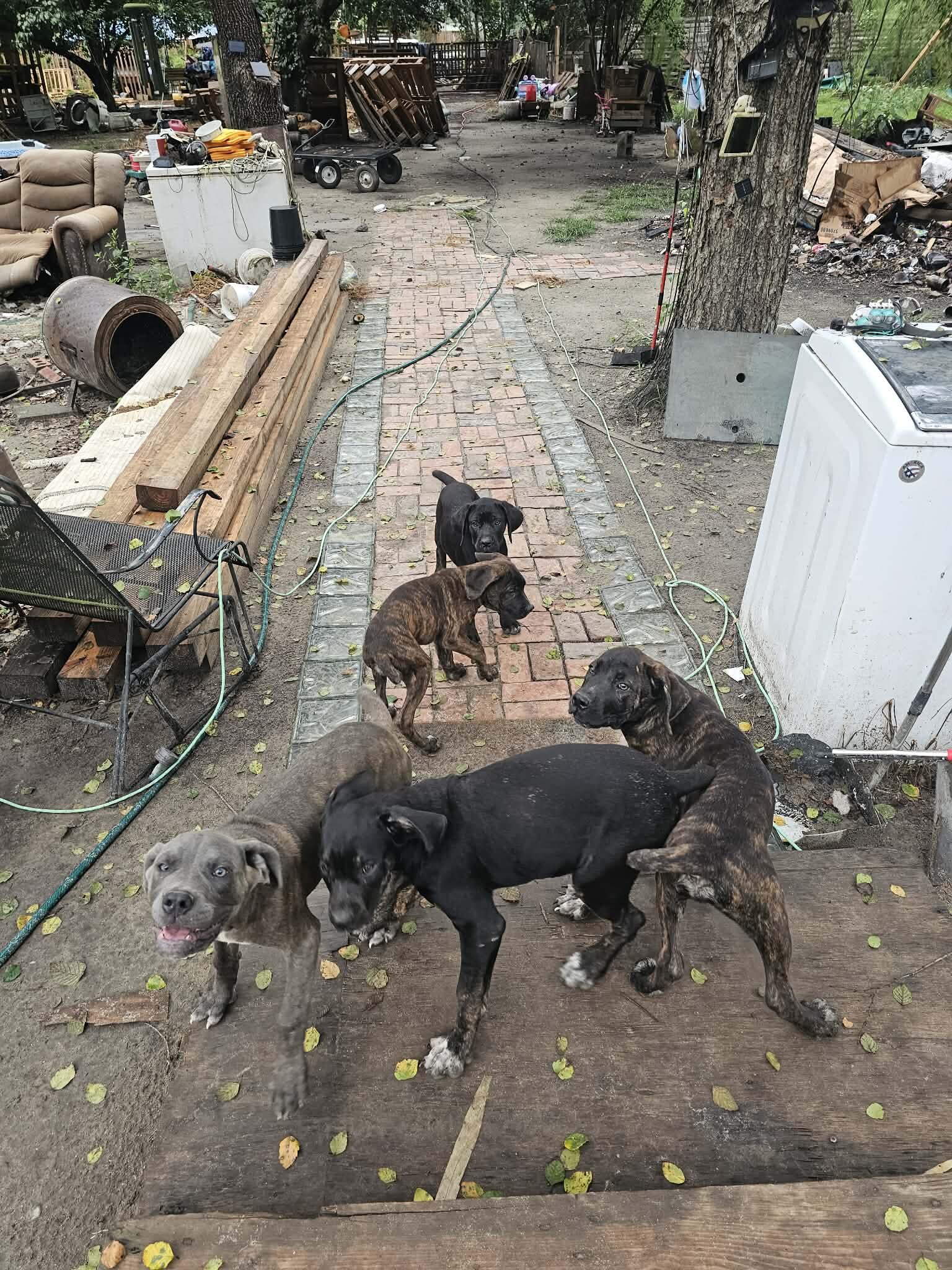 ICCF Registered Cane Corso puppies image 6