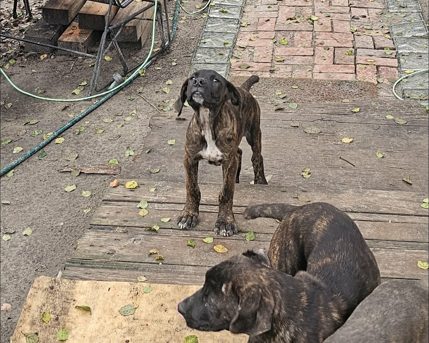 ICCF Registered Cane Corso puppies image 3