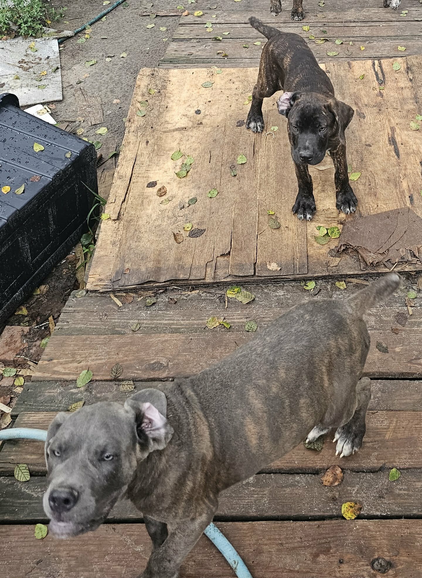 ICCF Registered Cane Corso puppies image 4