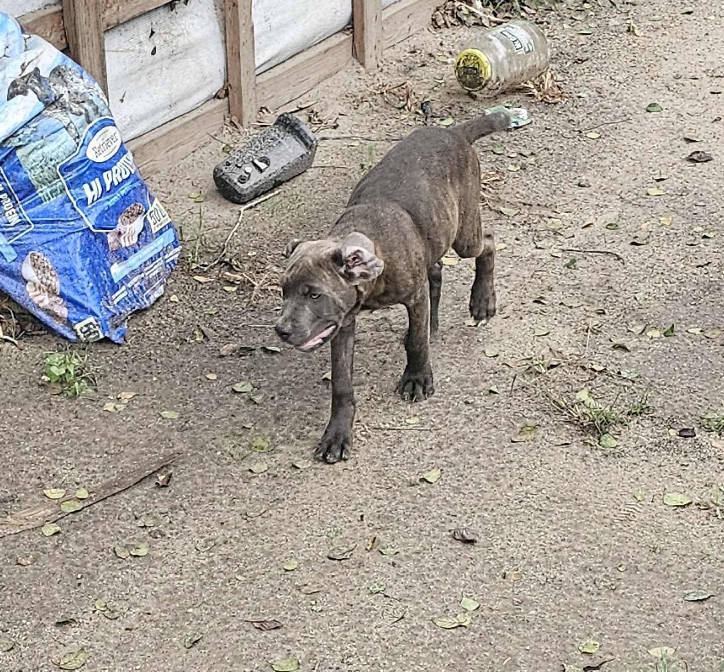 ICCF Registered Cane Corso puppies image 5