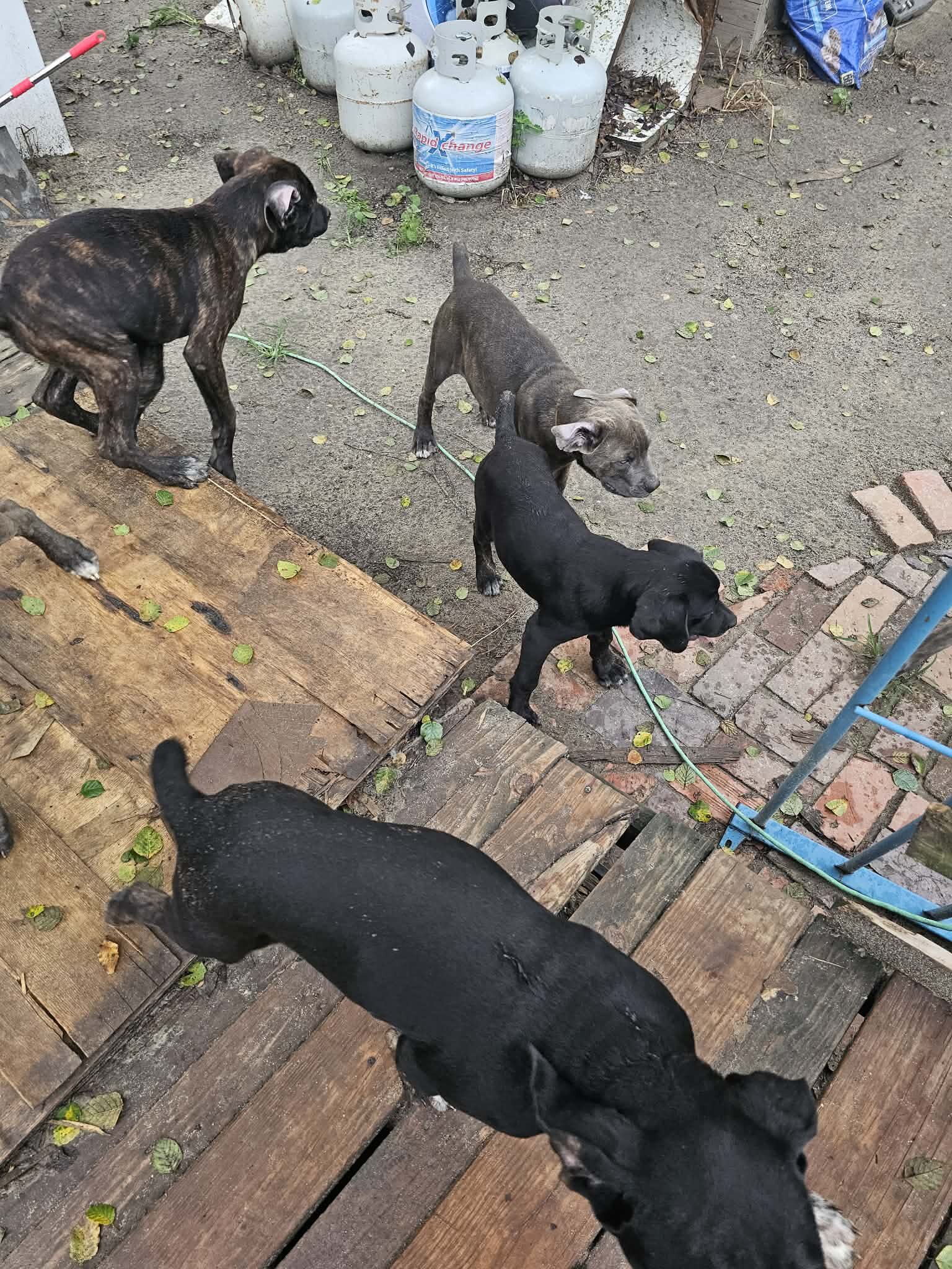 ICCF Registered Cane Corso puppies image 9