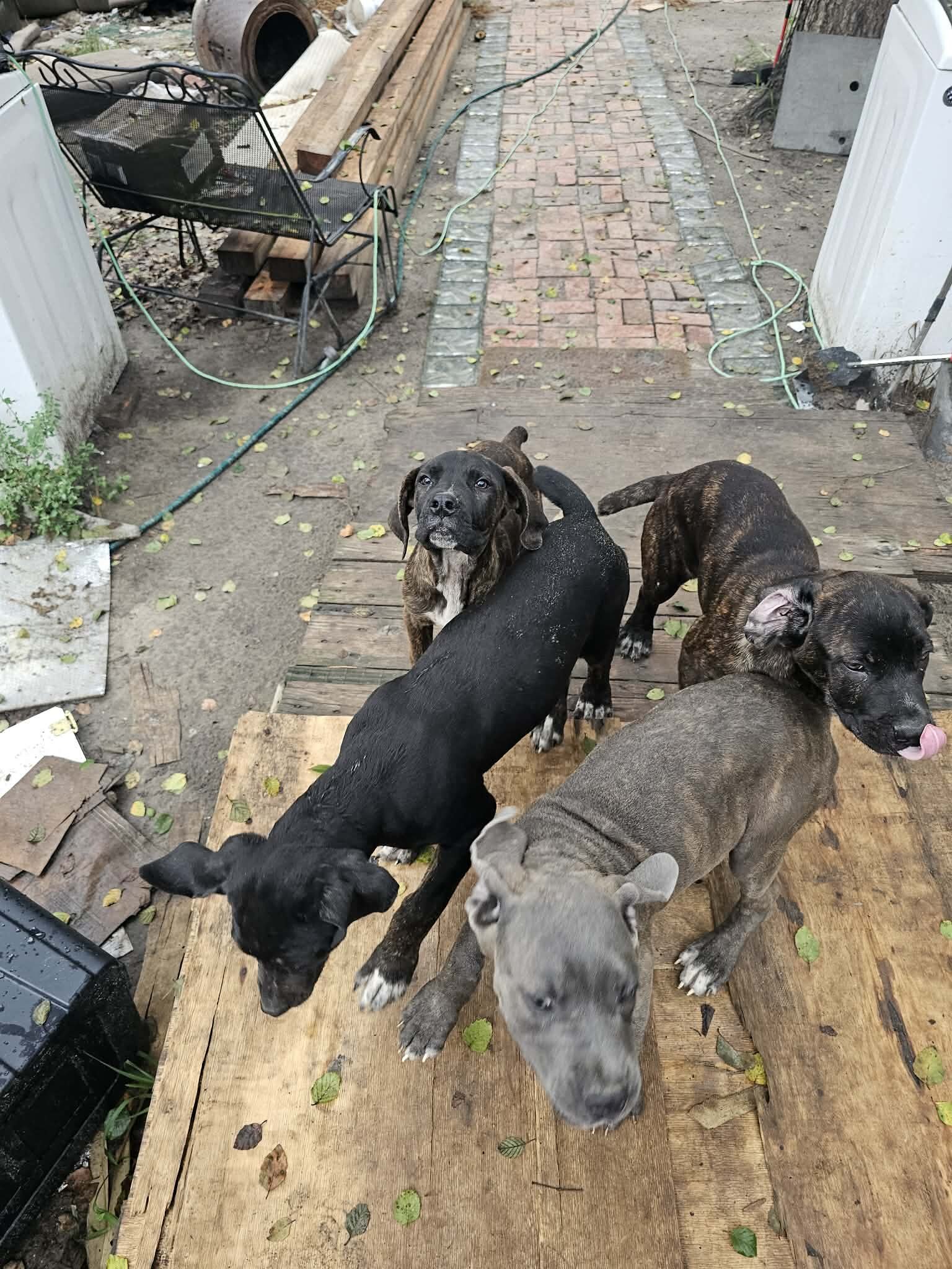 ICCF Registered Cane Corso puppies image 10
