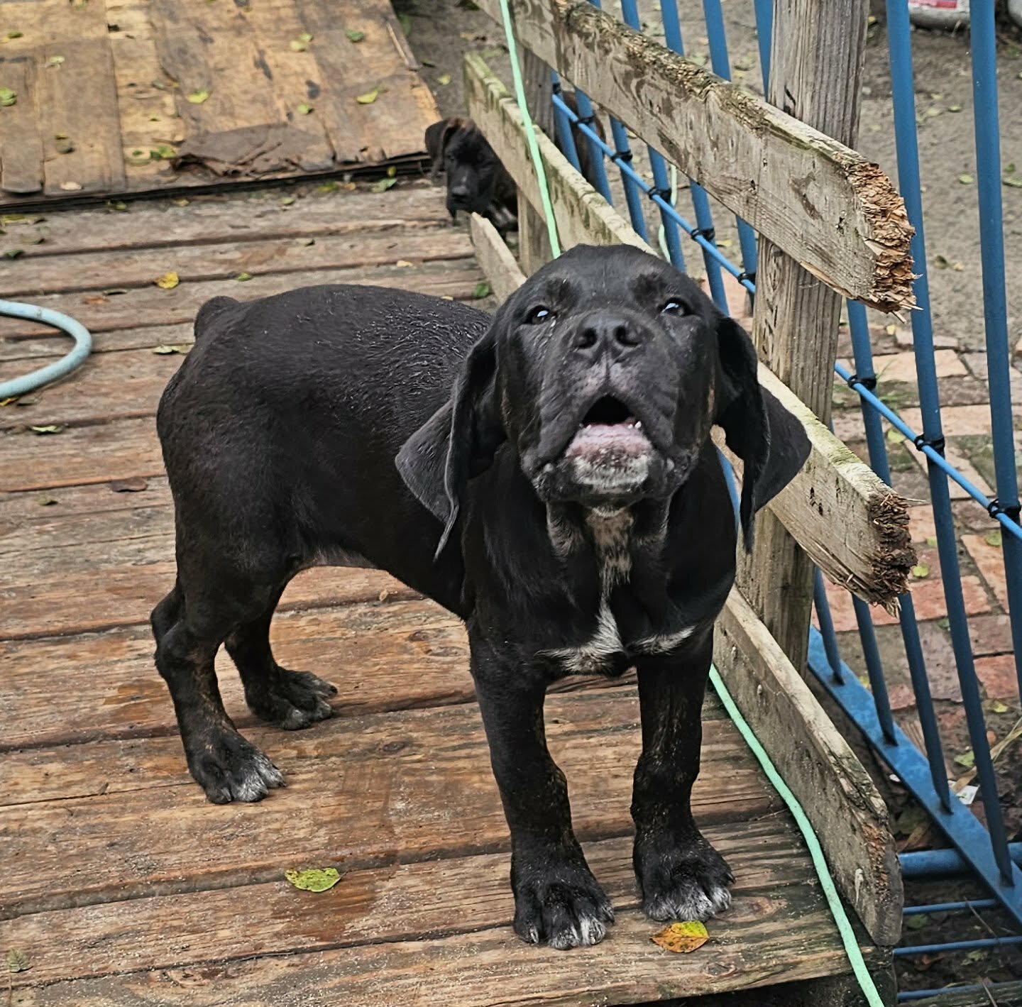 ICCF Registered Cane Corso puppies image 2