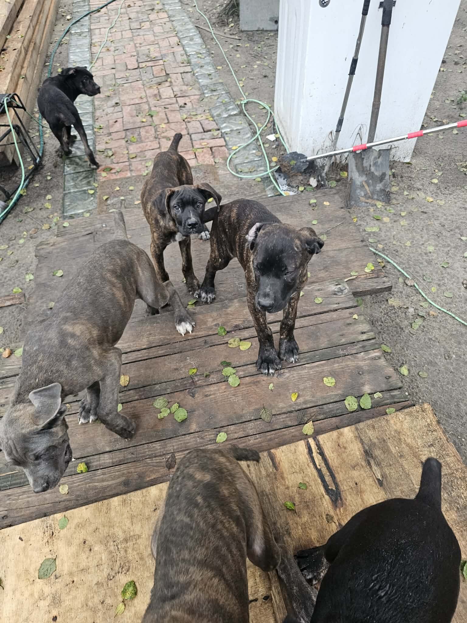 ICCF Registered Cane Corso puppies image 7