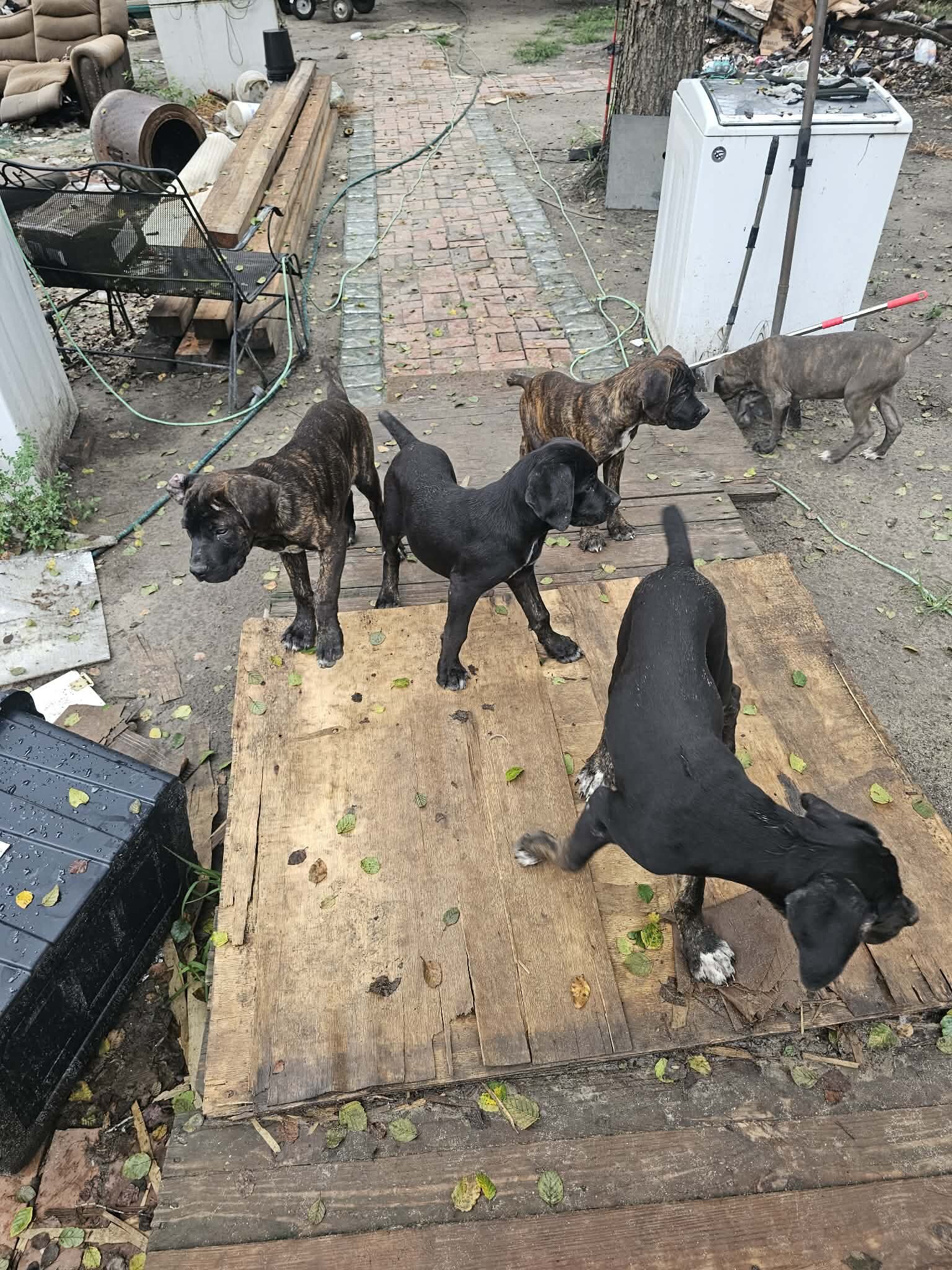 ICCF Registered Cane Corso puppies image 8