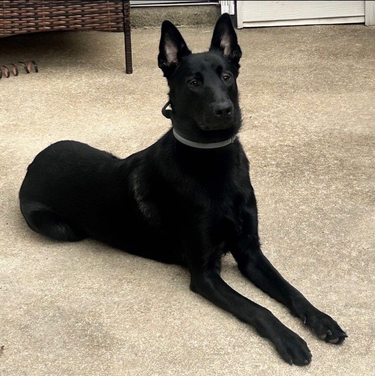 Dog image 2