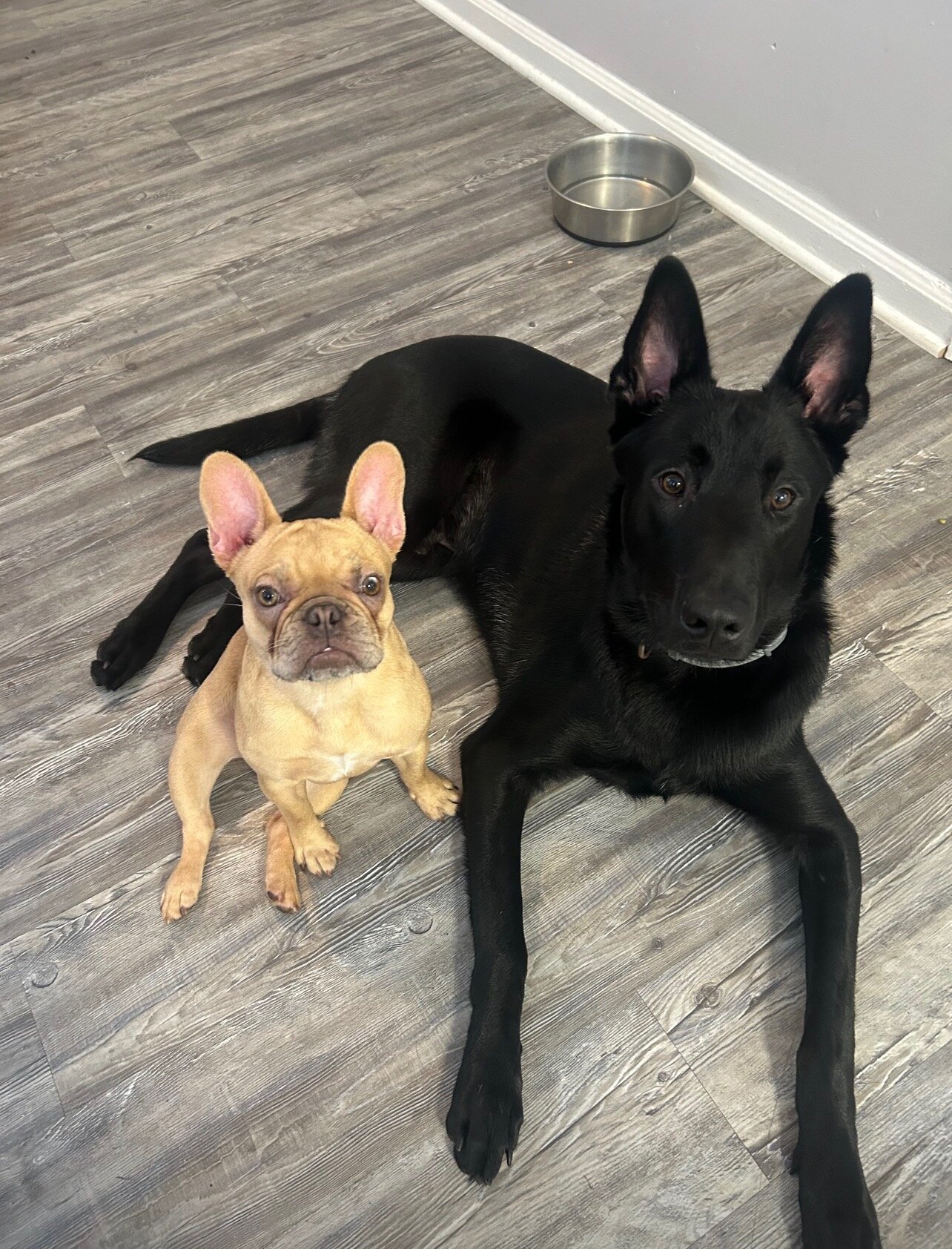 Dog image 1