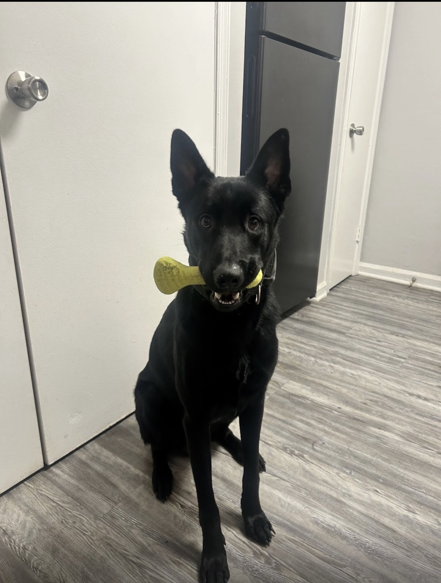 Dog image 3