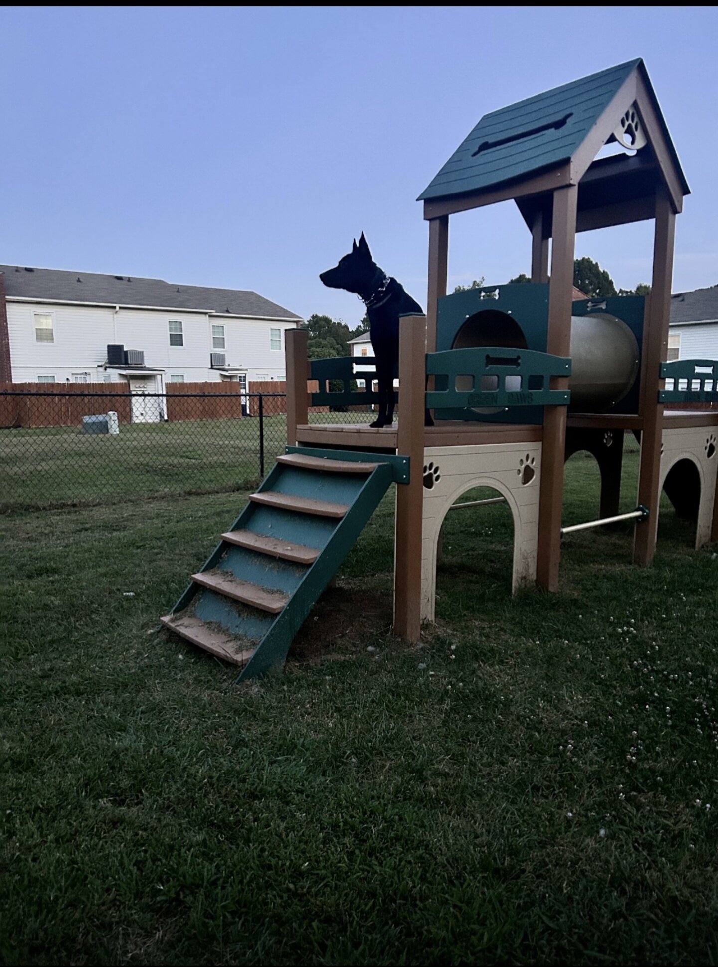 Dog image 4