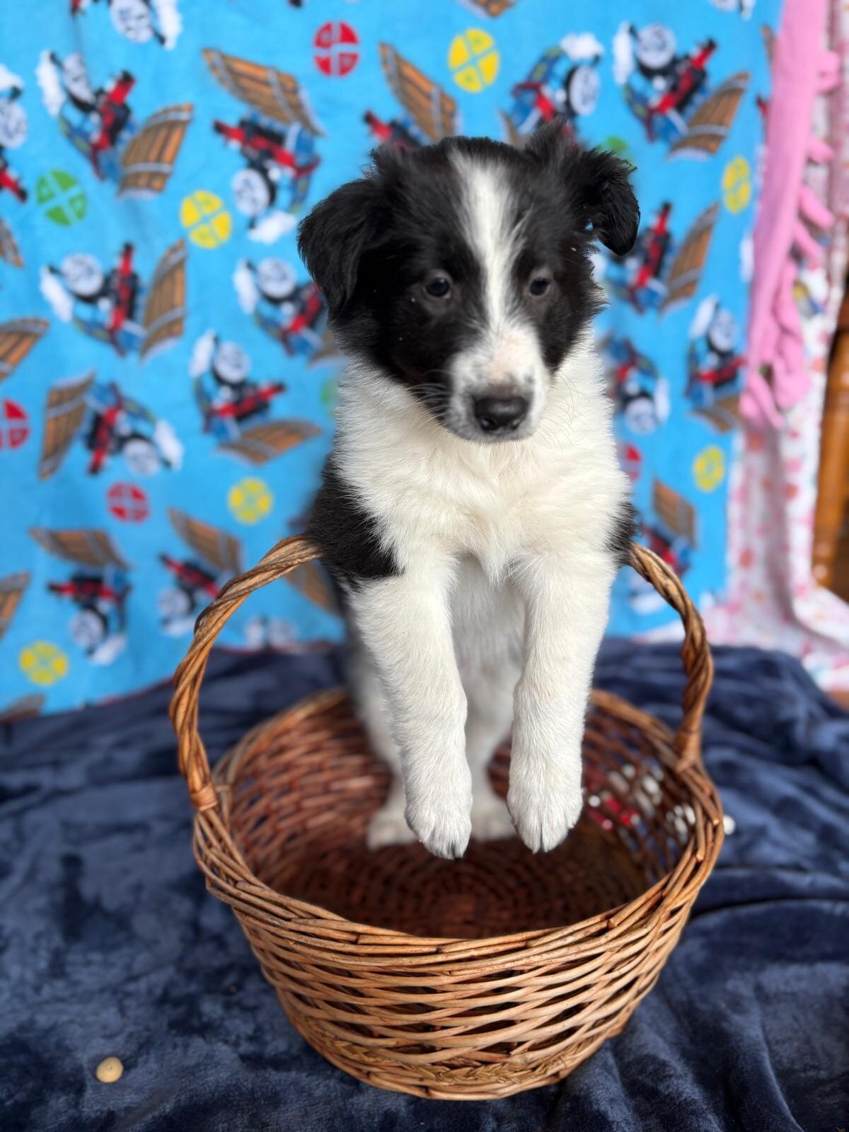Old Time Scotch Collie puppies image 4