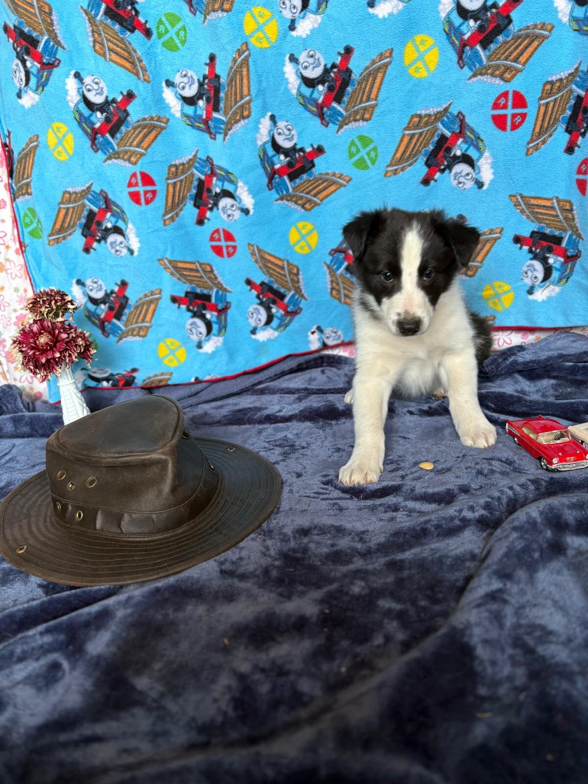 Old Time Scotch Collie puppies image 5