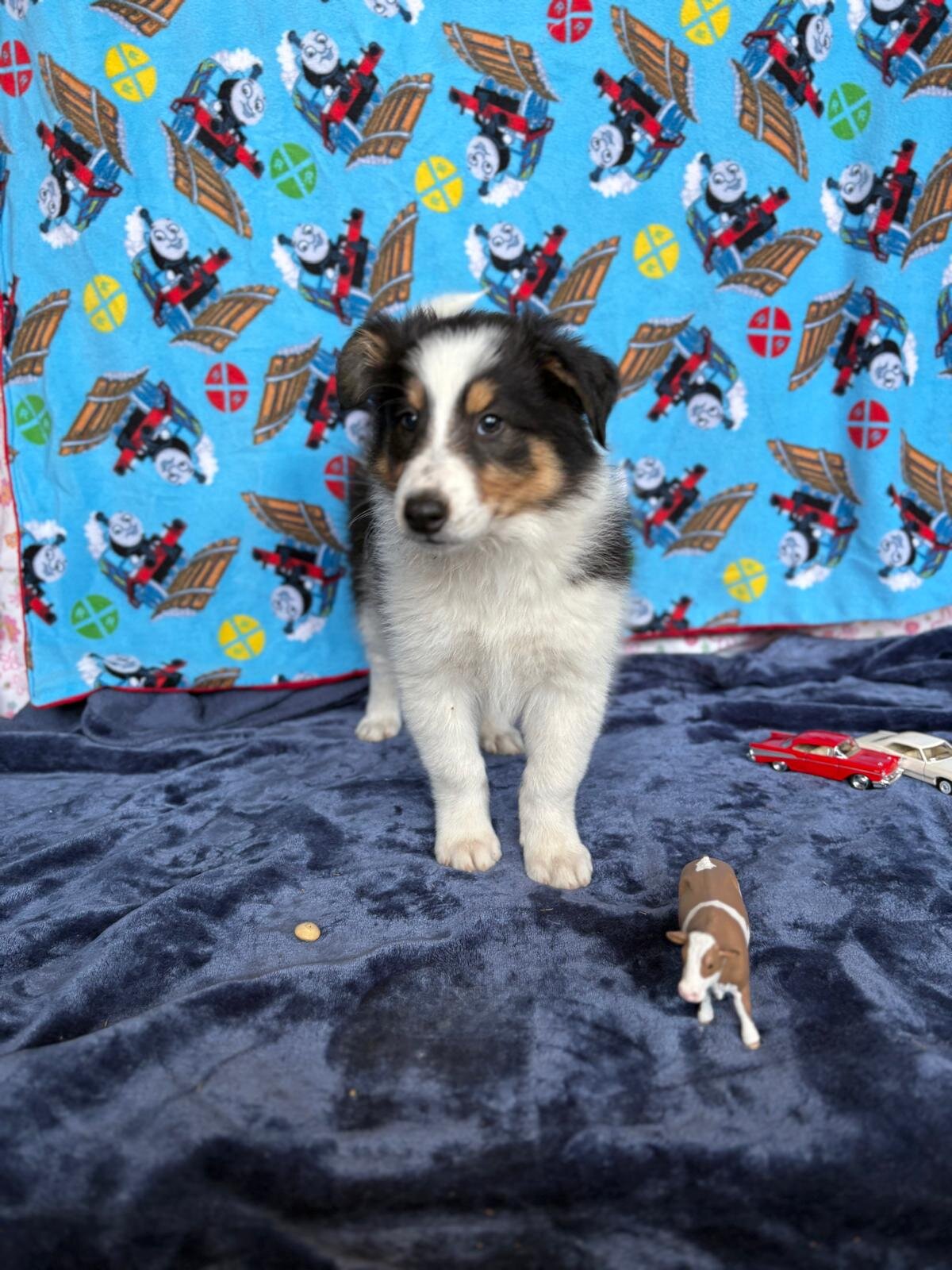 Old Time Scotch Collie puppies image 6