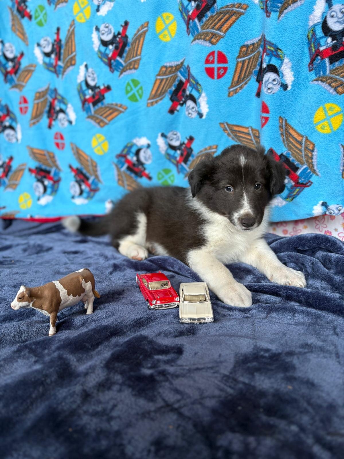 Old Time Scotch Collie puppies image 3