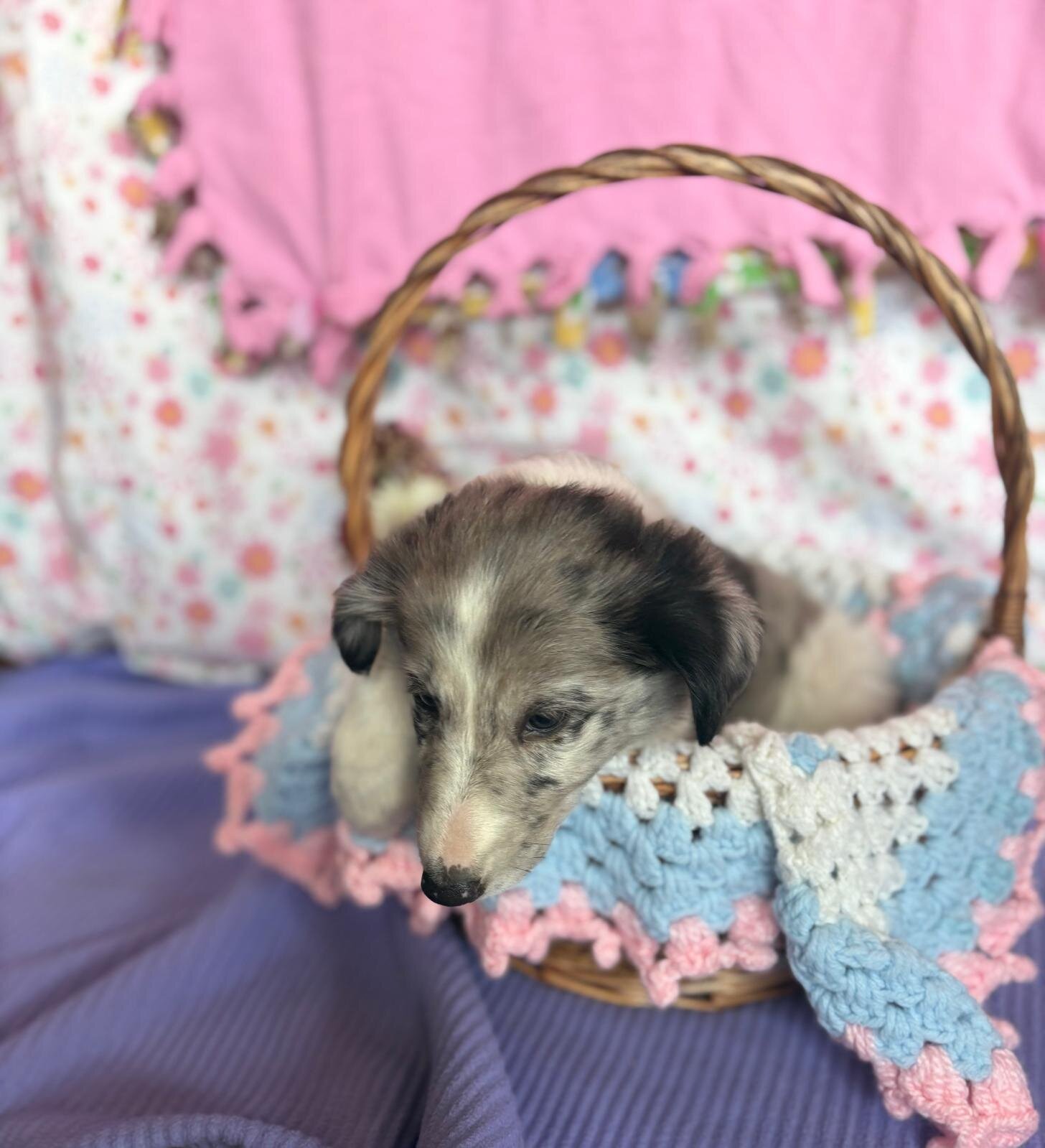 Old Time Scotch Collie puppies image 8