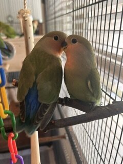 Peach-Faced Lovebirds image 7
