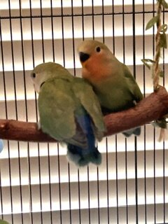Peach-Faced Lovebirds image 5