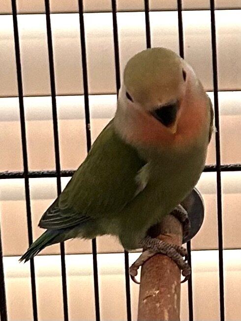 Peach-Faced Lovebirds image 4