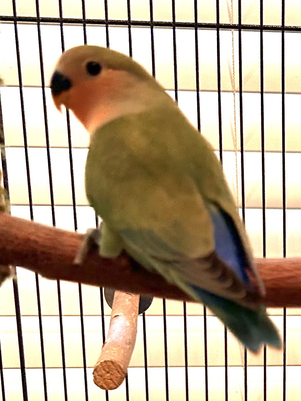 Peach-Faced Lovebirds image 8